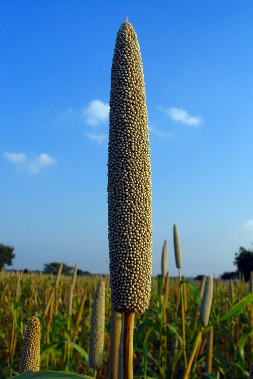 Pearl millet