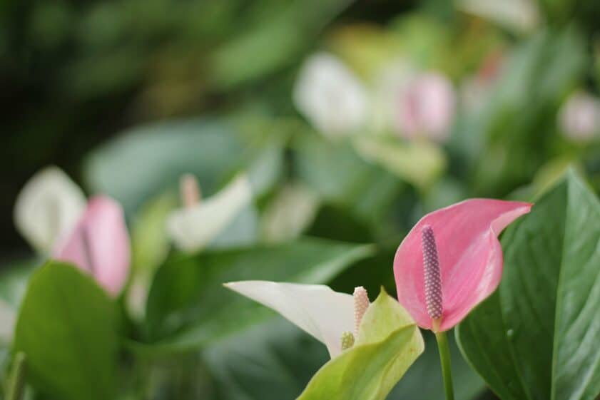 pink peace lily