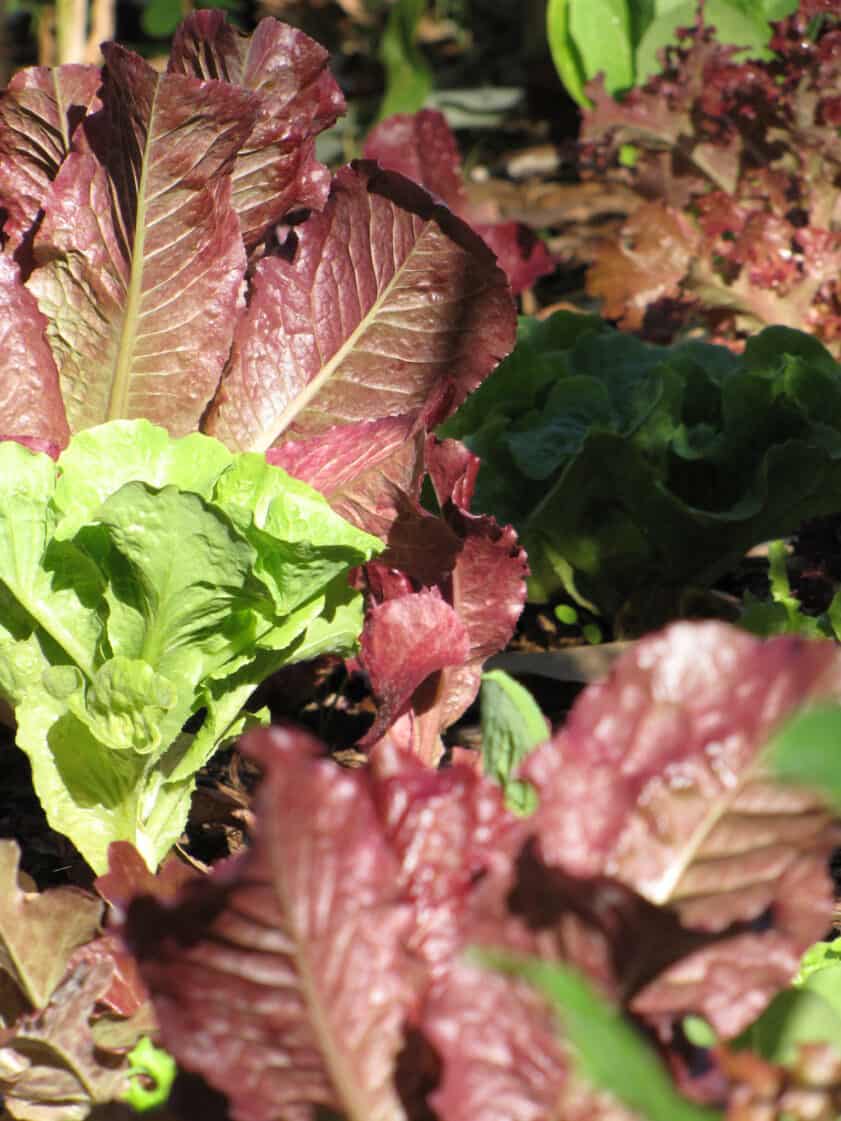 Romaine Lettuce Growing Guide Easy Way To Garden