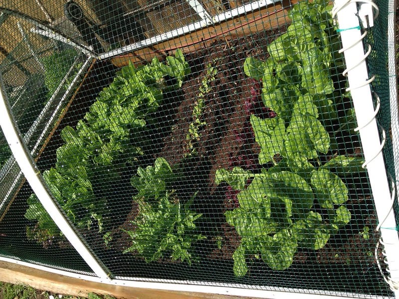 romaine lettuce grown in a cage