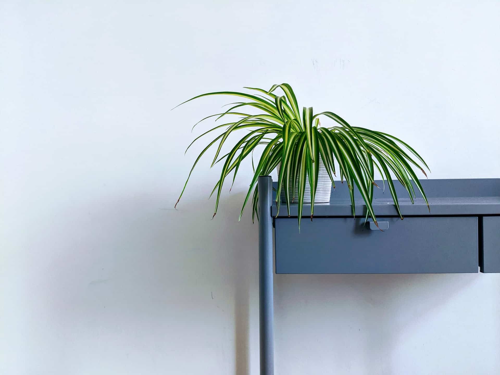 Spide plant on a table