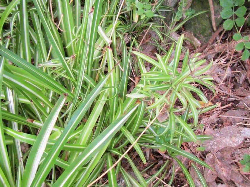 White stripe spider plant