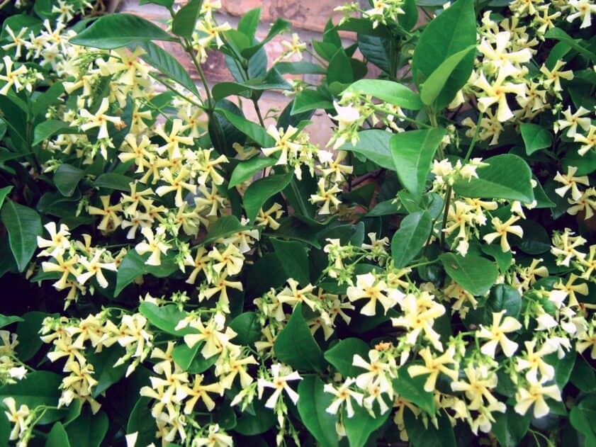 Asiatic Jasmine with yellow flowers