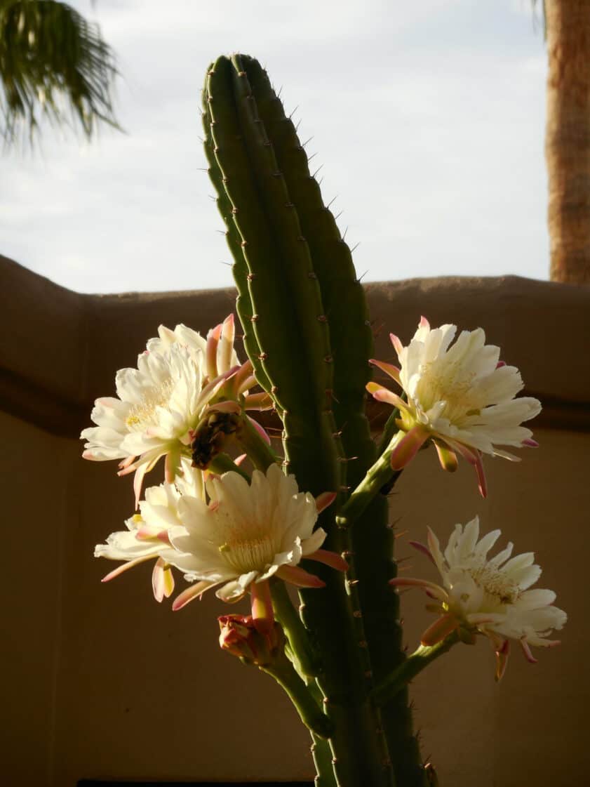 flowers of peruvian torch cactus