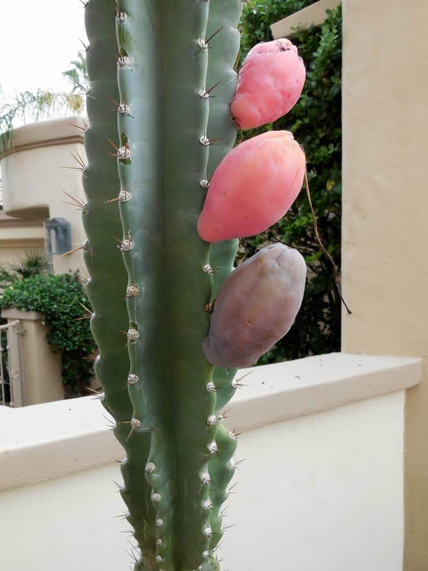 Fruit of Peruvian Torch Cactus