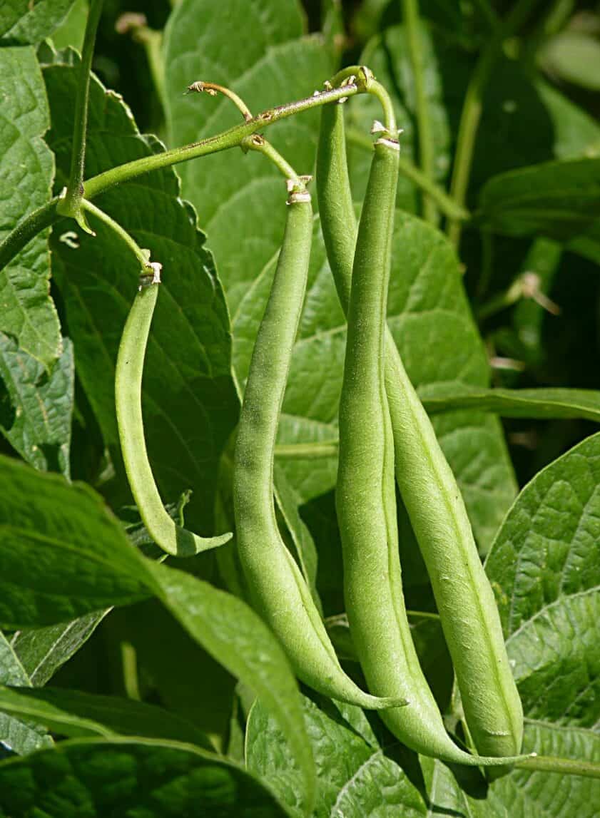 Green beans plant