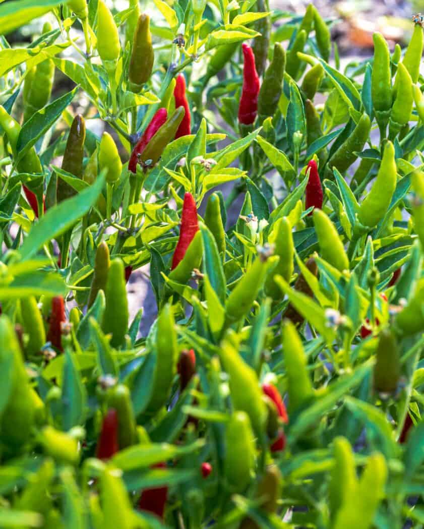 Growing cayenne peppers