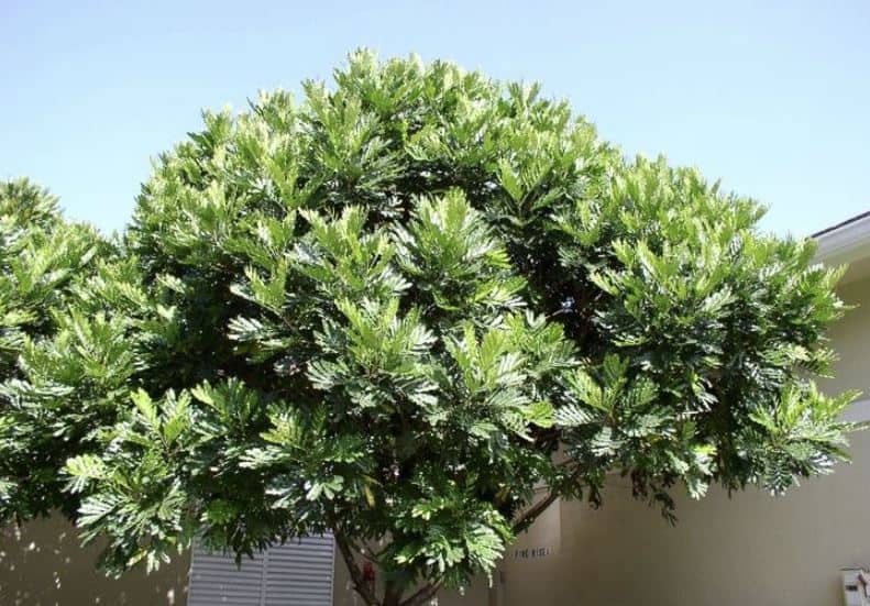 japanese fern tree