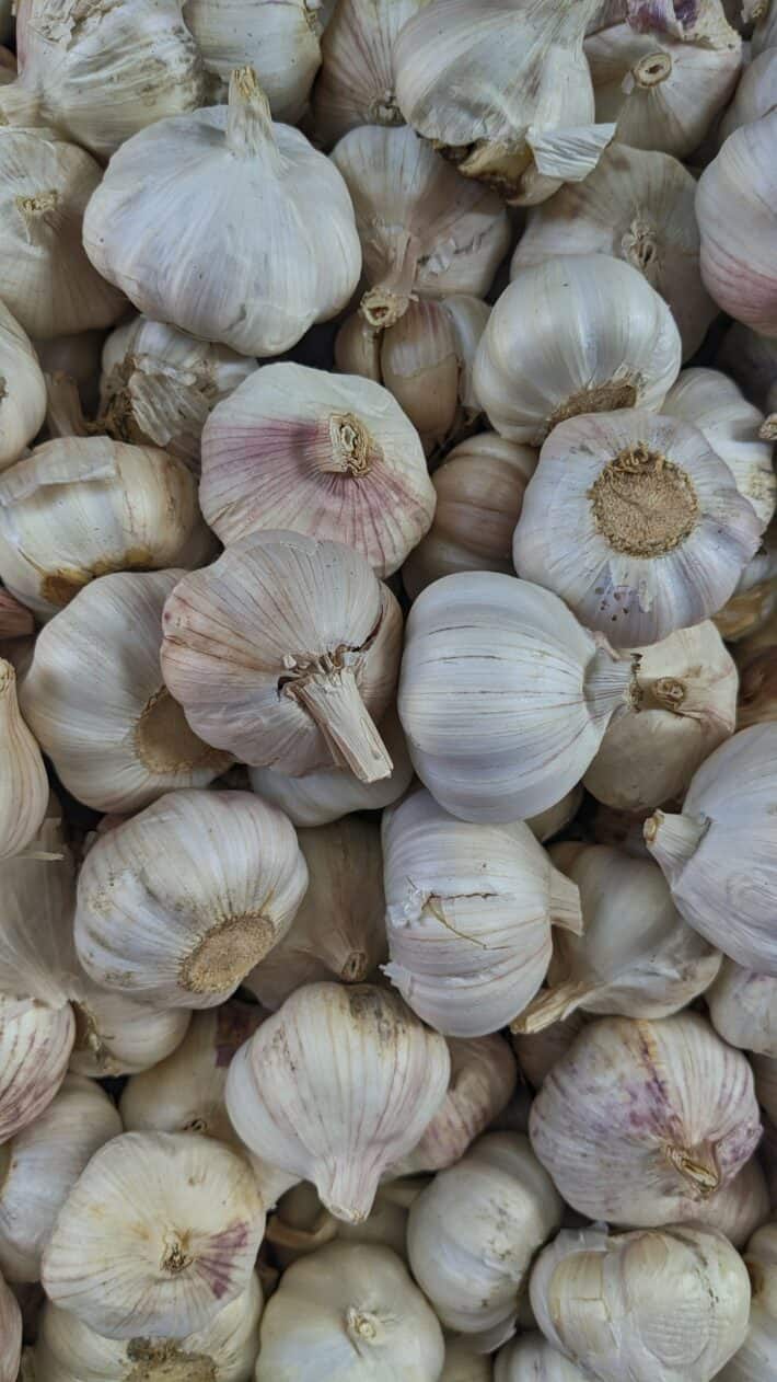 Pile of garlic