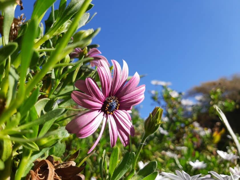 pink african daisy
