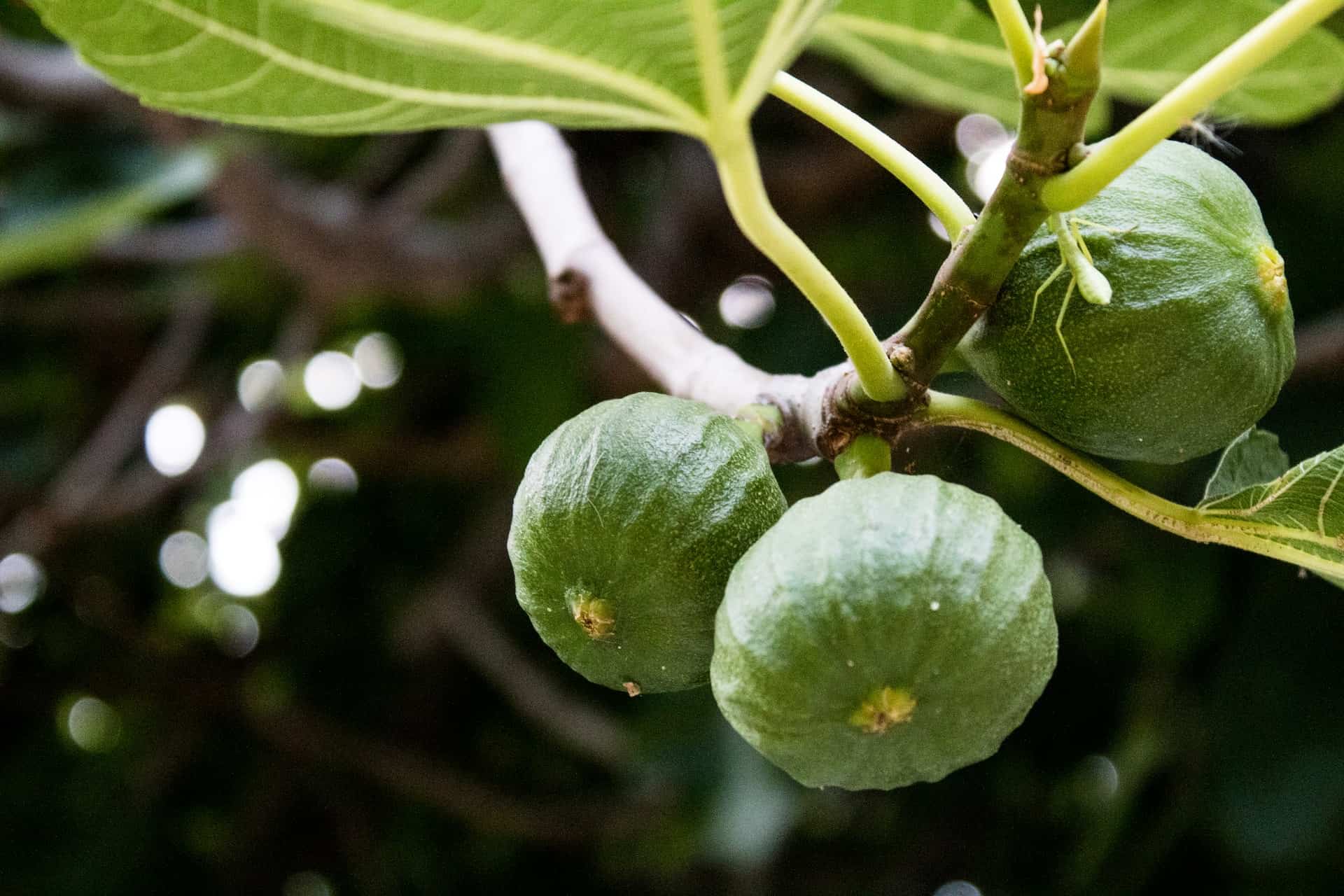 Raw figs on a tree