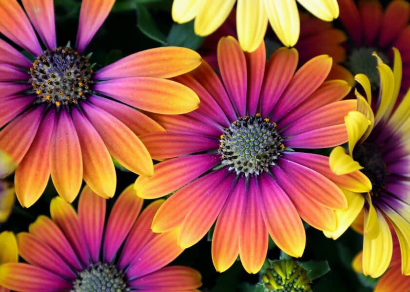 variegated cape daisies