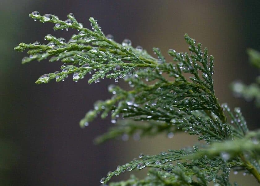 Raindropw on Leyland cypress