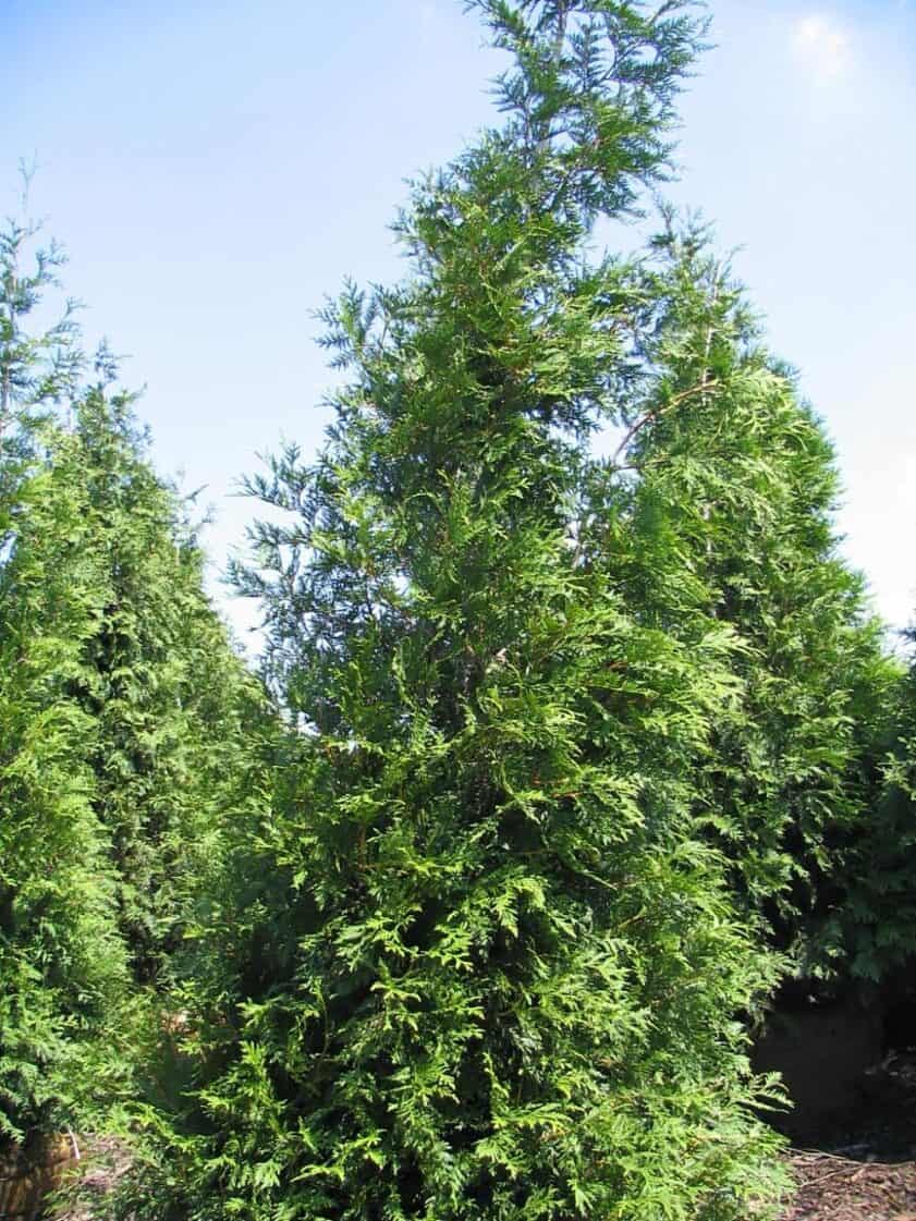 How To Grow and Care for Green Giant Arborvitae? | Easy Way To Garden