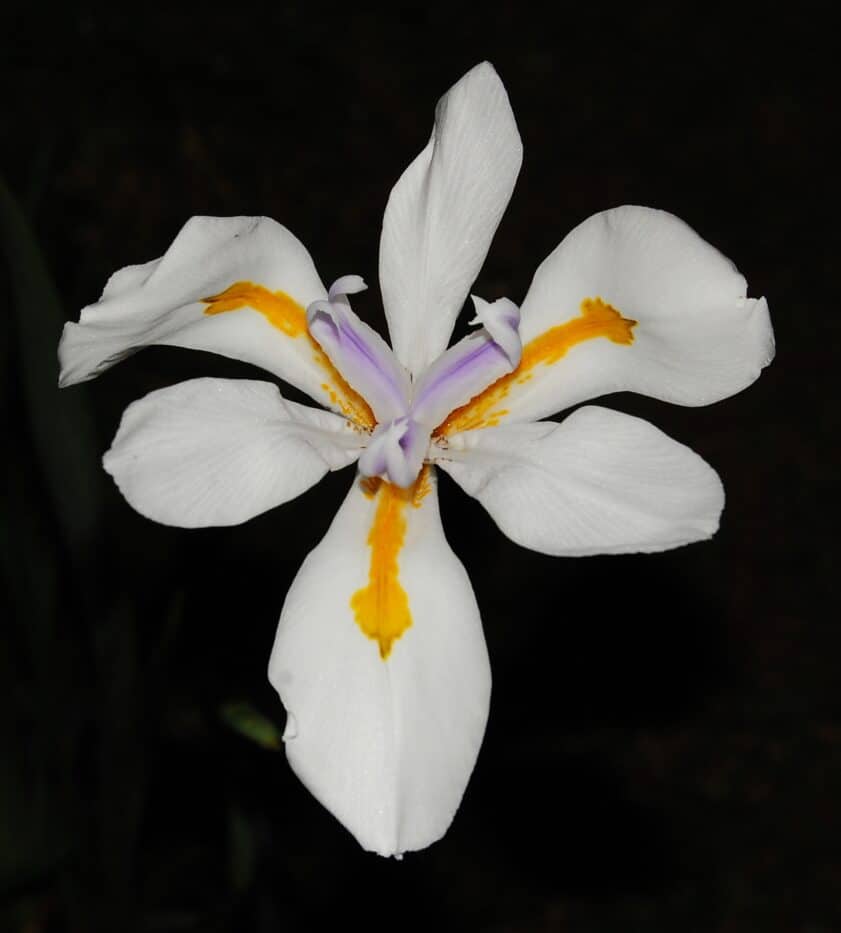 Bloom of African iris
