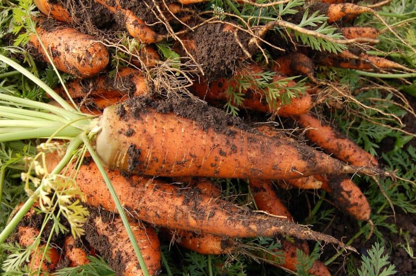 Carrots covered in dirt