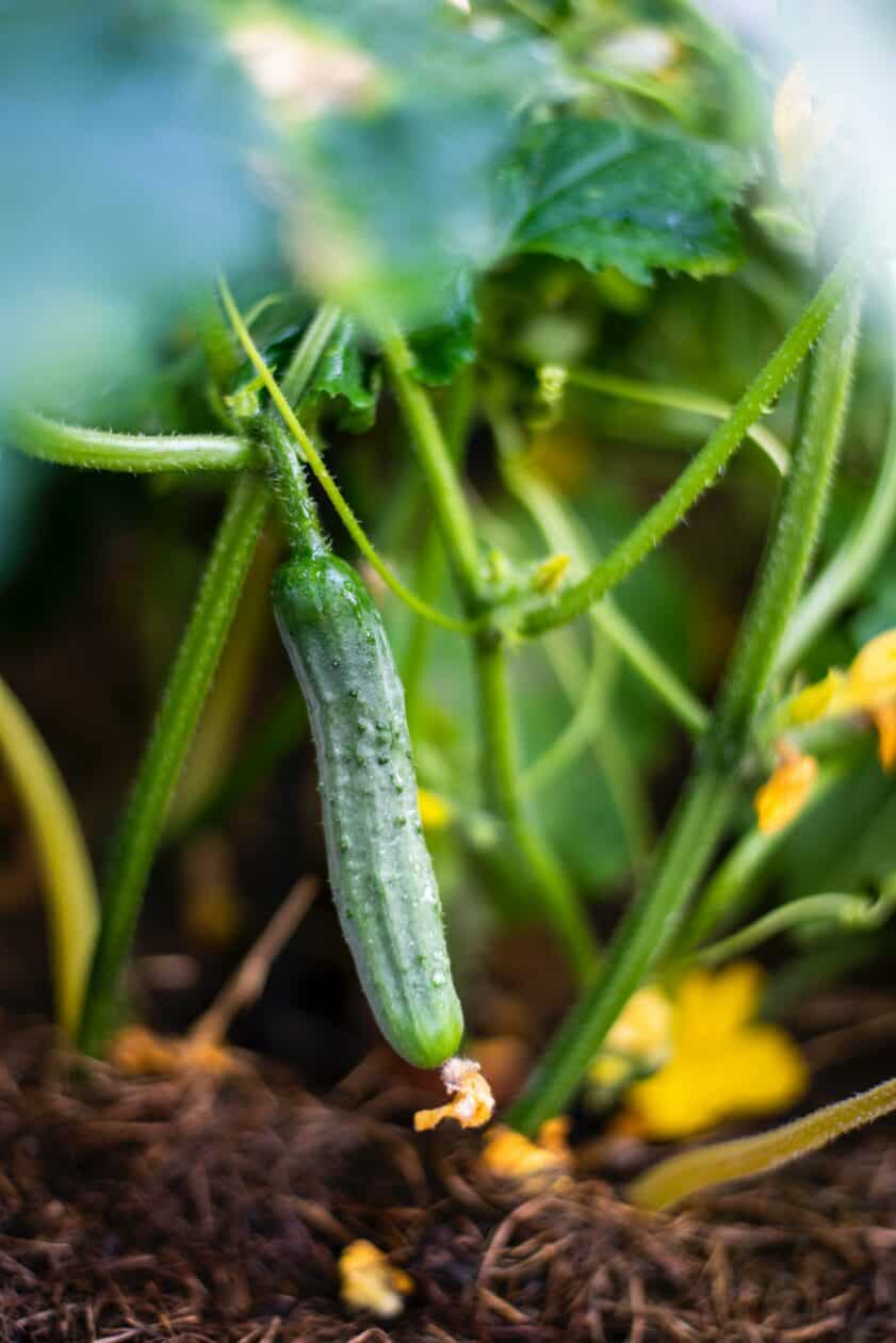 Cucumber on a plant