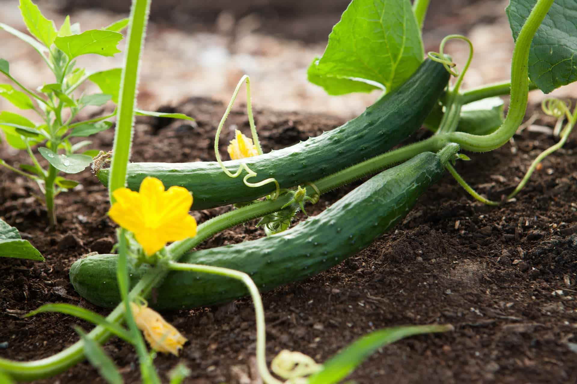 Cucumbers on a plant