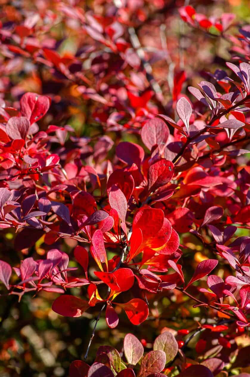 Red barberry leaves
