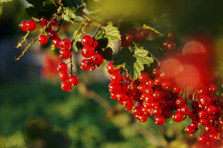Red currants on a branch