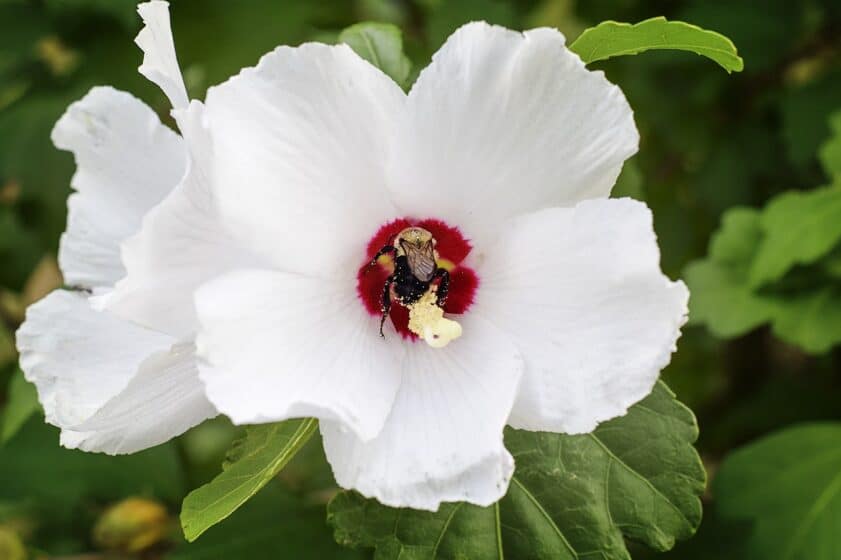 White Rose of Sharon