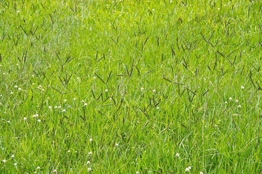 Paspalum notatum grassland