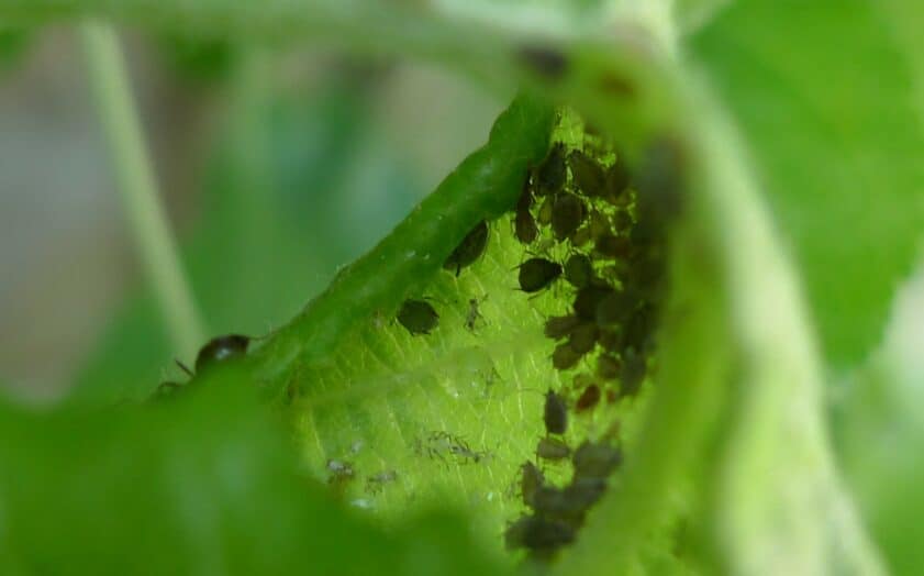aphid infestation