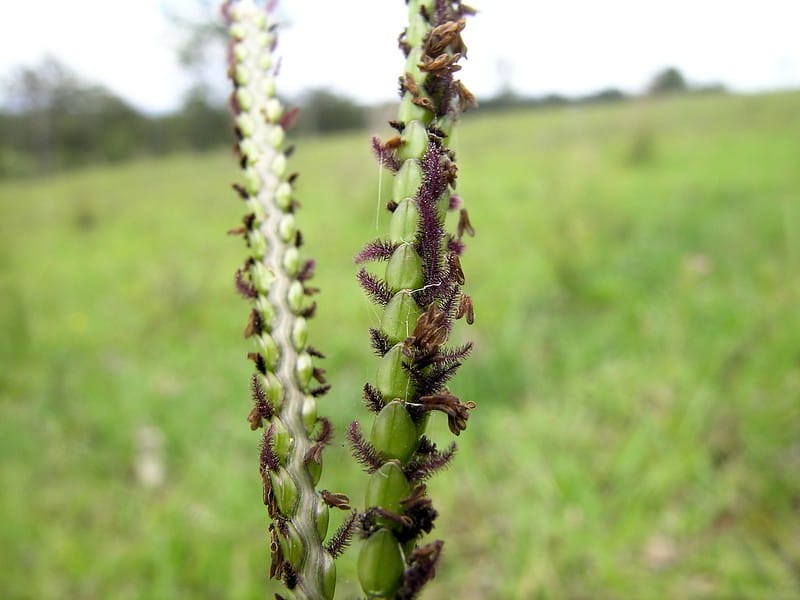 Bahia grass spikelets