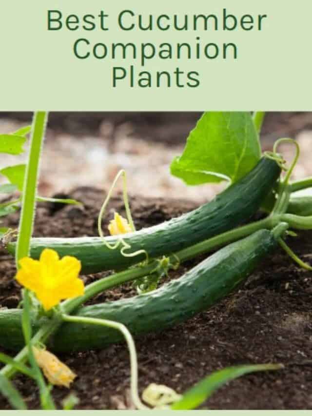 Best Companion Plants For Cucumber Easy Way To Garden