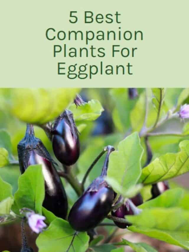 5 Best Companion Plants For Eggplants 