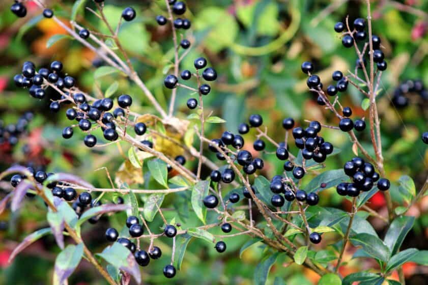 Privet berries