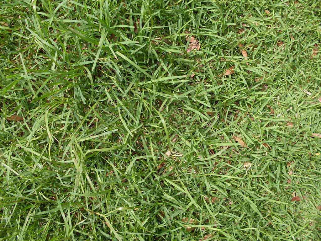 Buffalo grass