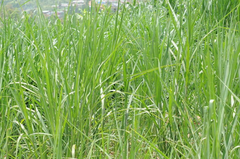 Elephant grass in the wetland