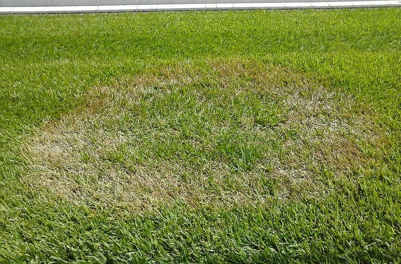 Brown patch of Centipede grass