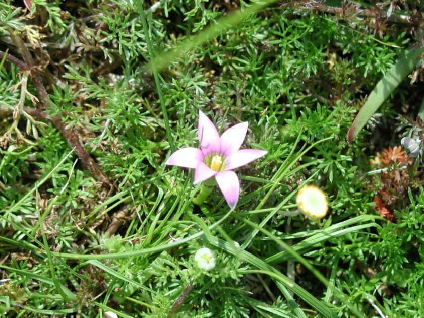 Onion grass flower