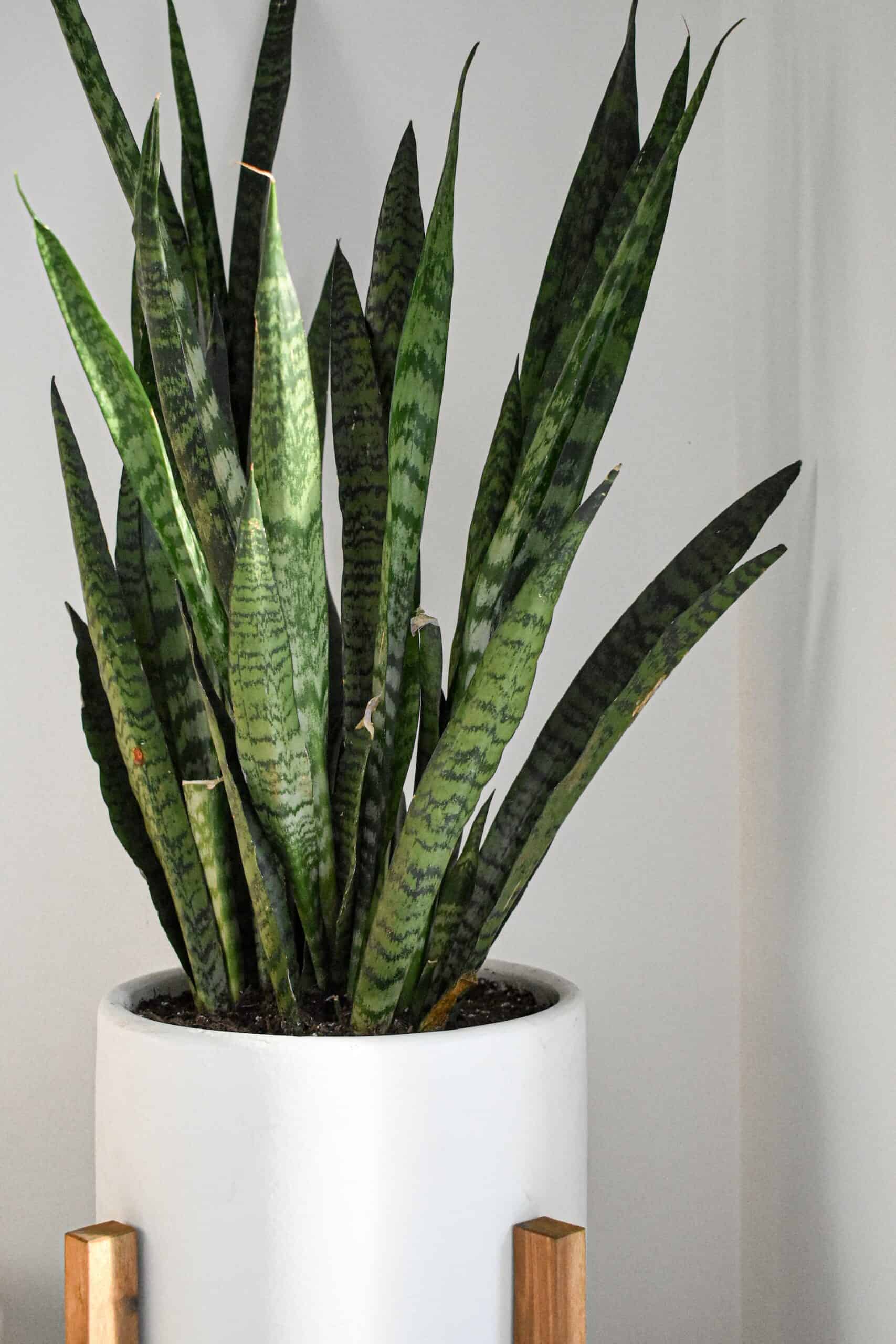 How To Grow Snake Plant? | Easy Way To Garden