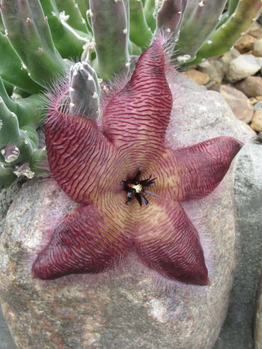 starfish cactus flower