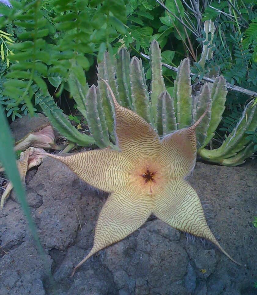 starfish cactus flowering