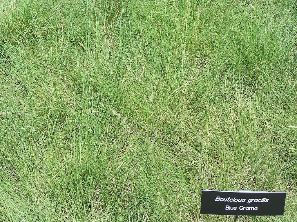 Blue grama grass