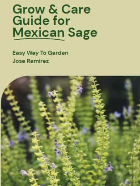 mexican sage story