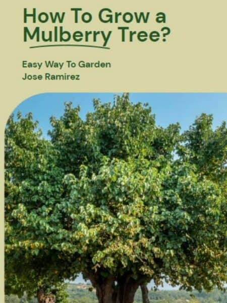 mulberry tree story
