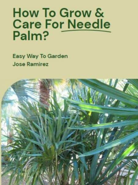 needle palm story