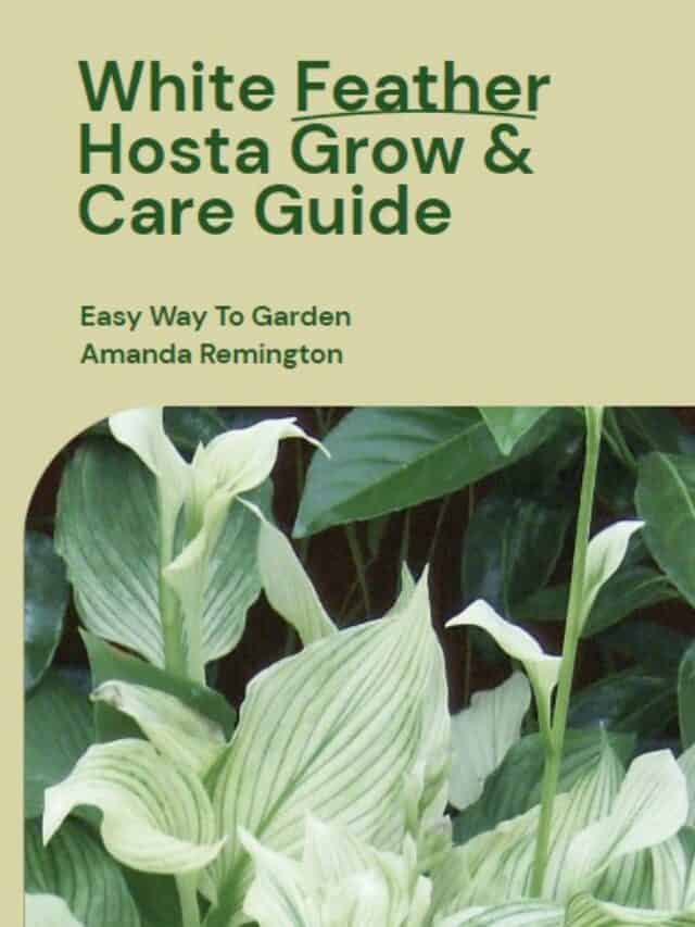White Feather Hosta Grow & Care Guide | Easy Way To Garden