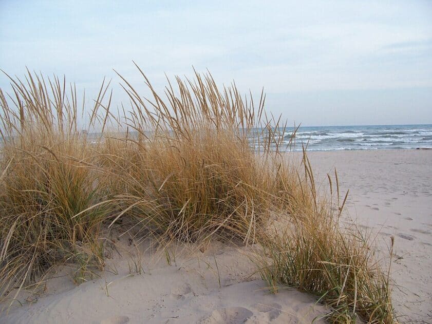 What Is Beach Grass?