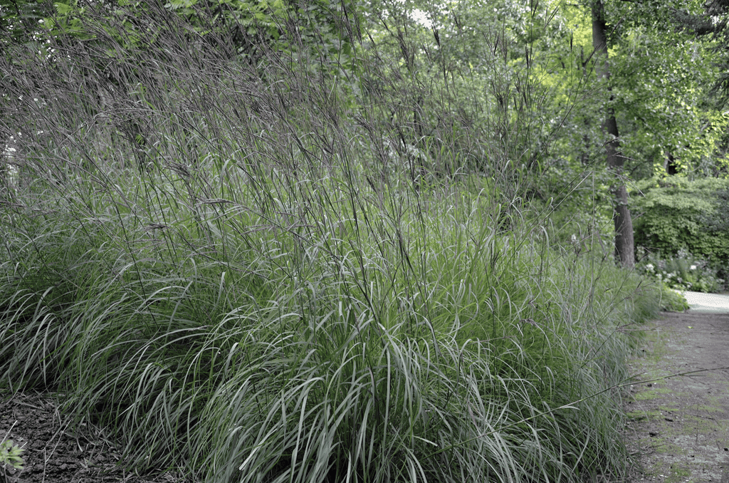 Andropogon gerardii shrub