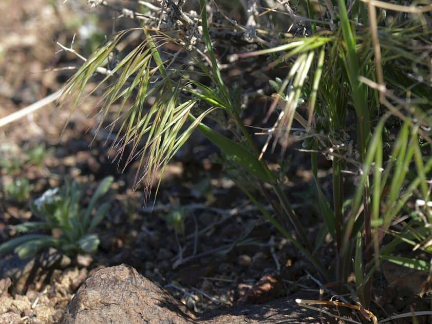 How To Get Rid of Cheatgrass?