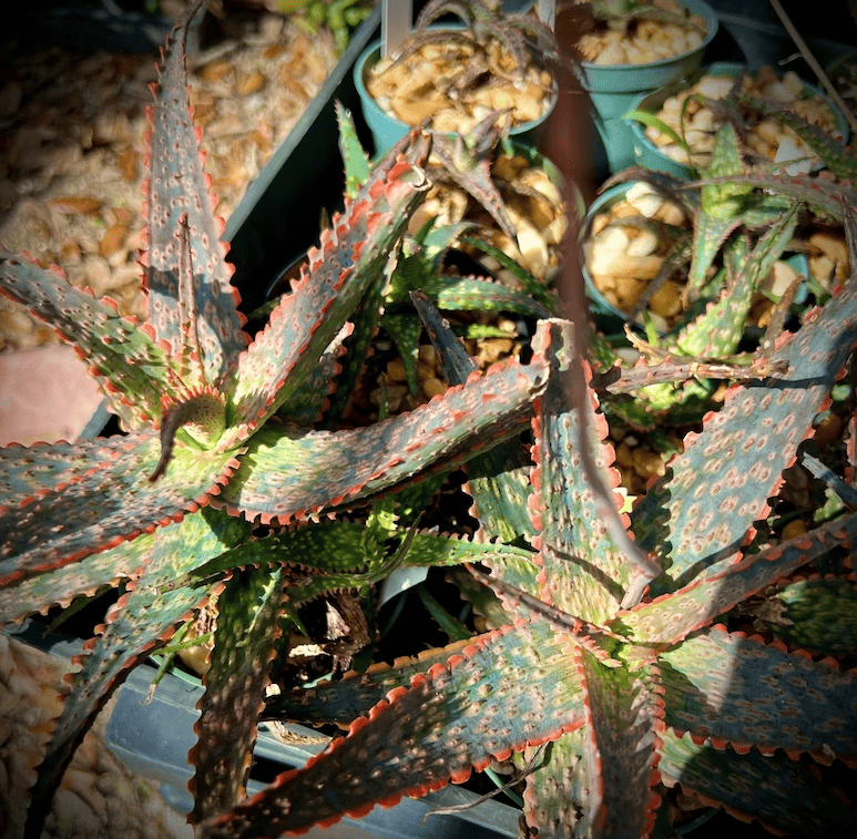 Aloe carmine