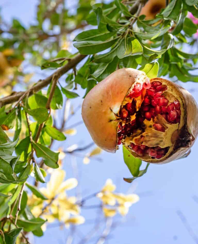 pomegranate tree