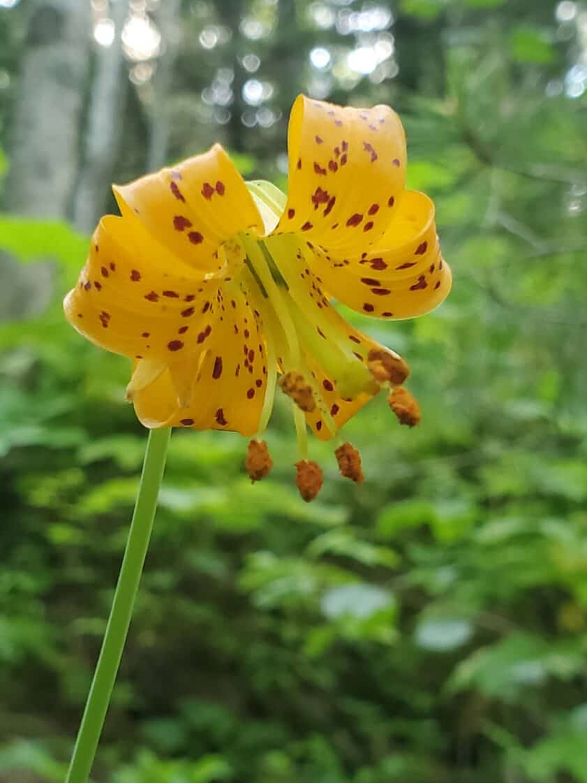 tiger lily