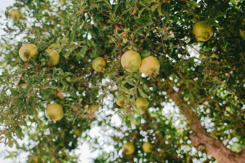Unripe pomegranate fruit growing
